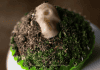 Close-up of a Demon Wind butternut squash cupcake with crushed cookie dirt and a skull candy decoration.